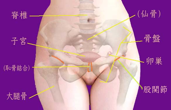 骨盤と女性内性器の位置