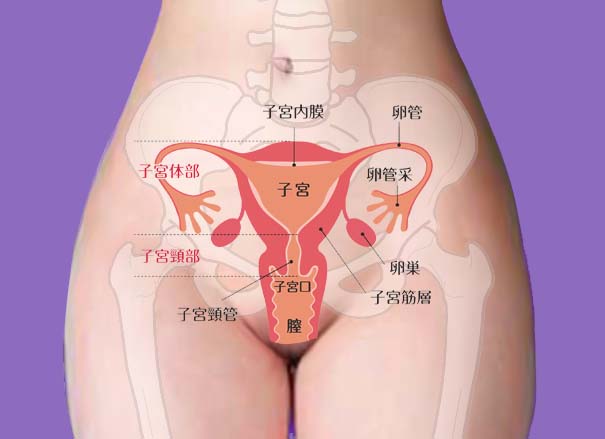 骨盤と女性内性器の位置図