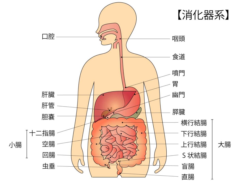 消化器のシステム図