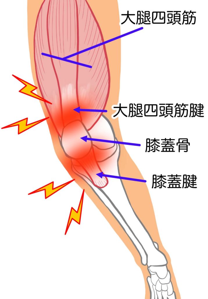 膝と関係する筋肉