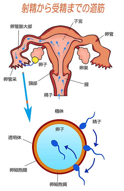 射精から受精への道筋