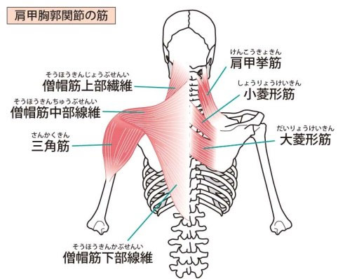 頚椎、胸椎と関連する筋肉