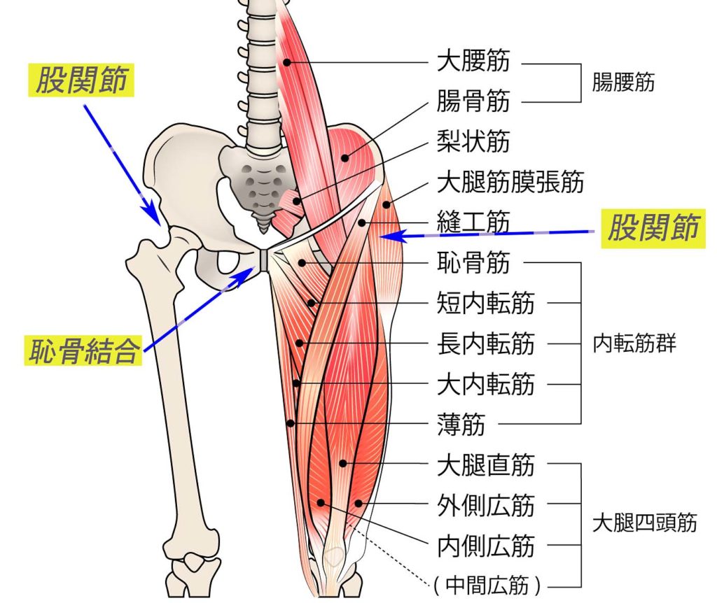 股関節と恥骨結合と骨盤の筋肉